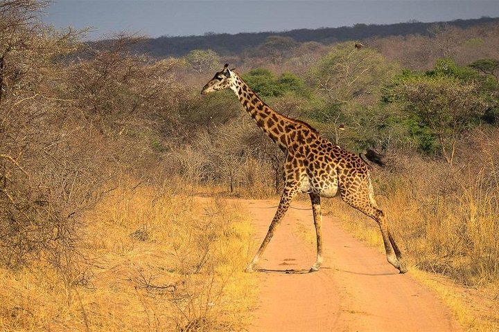 2 Days Ruaha National park