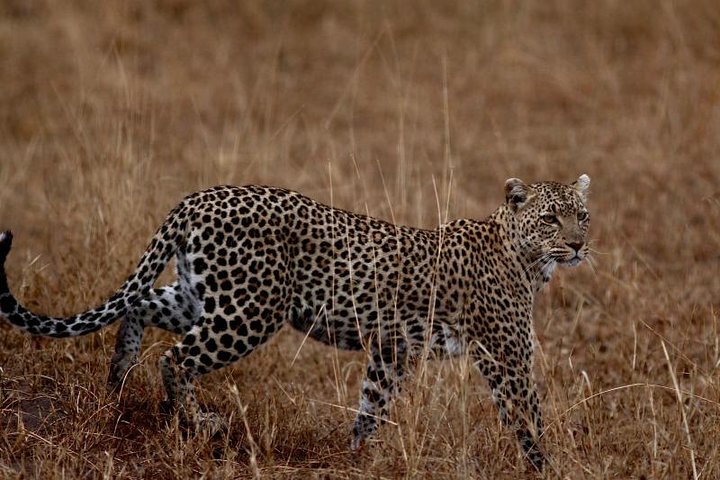 2 Days Ruaha National park