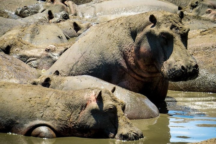 2 Days Ruaha National park