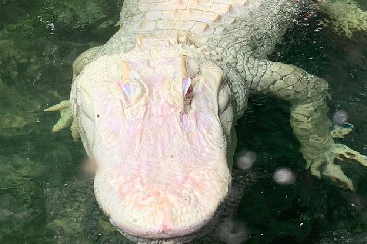 Florida Everglades Airboat Tour and Wild Florida Admission with Optional Lunch