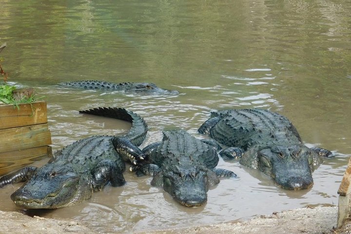 Florida Everglades Airboat Tour and Wild Florida Admission with Optional Lunch