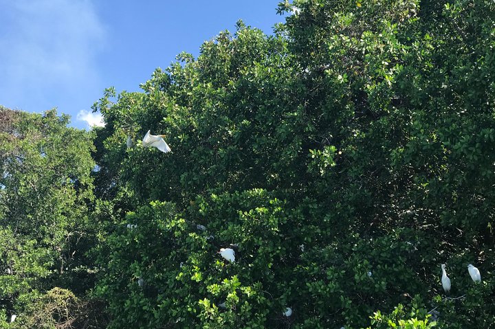 Ys Falls, Floyd’s Pelican Bar, Black River Safari