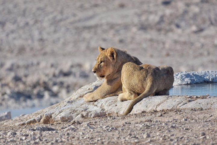 chobe national park 9hr full day game drive
