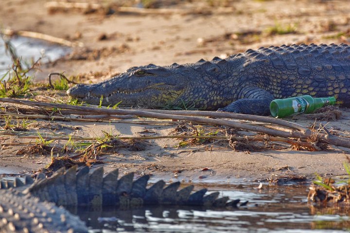 chobe national park 9hr full day game drive