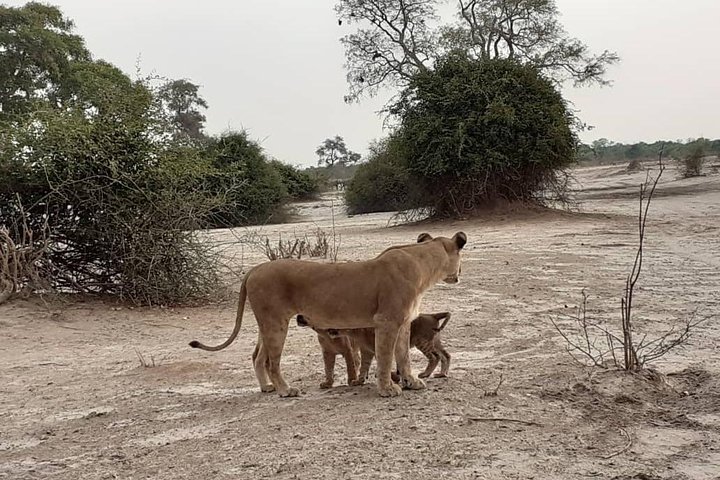 chobe national park 9hr full day game drive