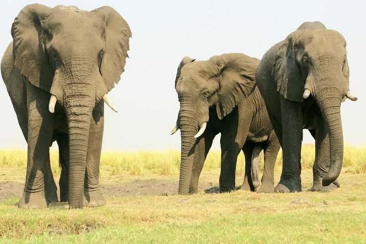 chobe national park 9hr full day game drive