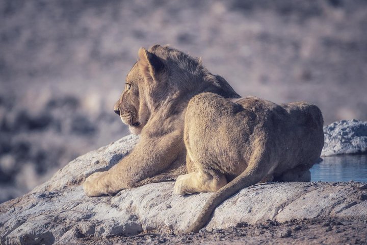 chobe national park 9hr full day game drive