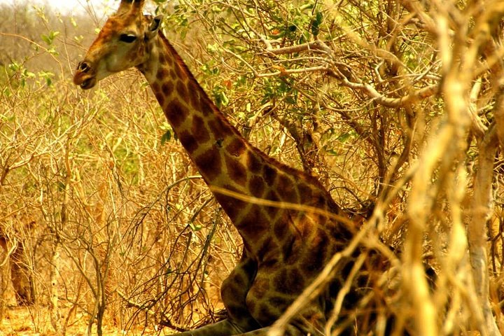 chobe national park 9hr full day game drive