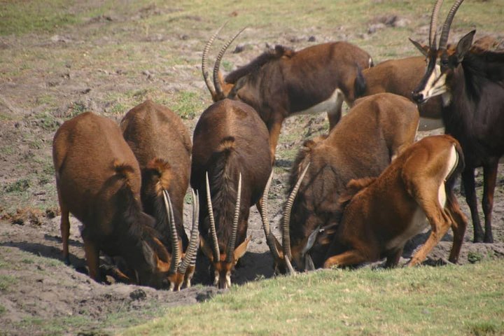 chobe national park 9hr full day game drive