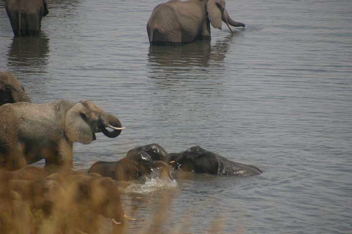 chobe national park 9hr full day game drive
