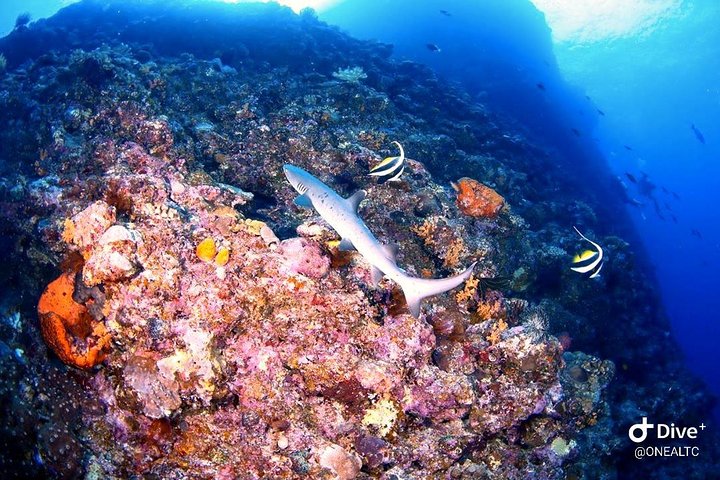Bunaken Island three-point snorkeling includes lunch and shuttle