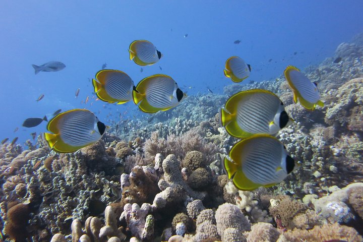 Bunaken Island three-point snorkeling includes lunch and shuttle