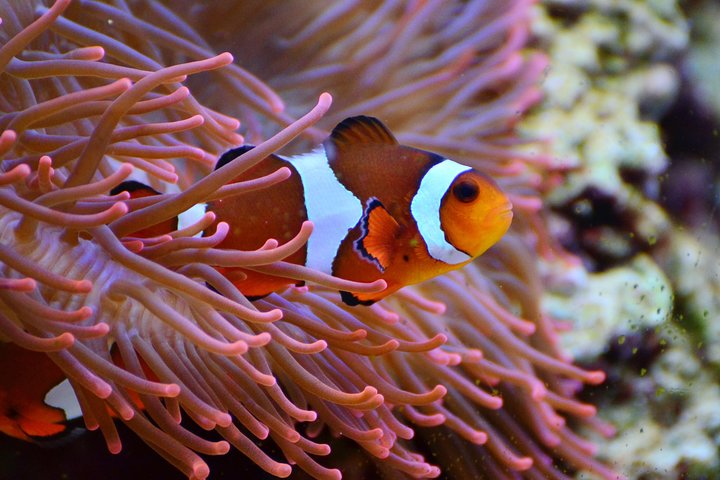 Bunaken Island three-point snorkeling includes lunch and shuttle