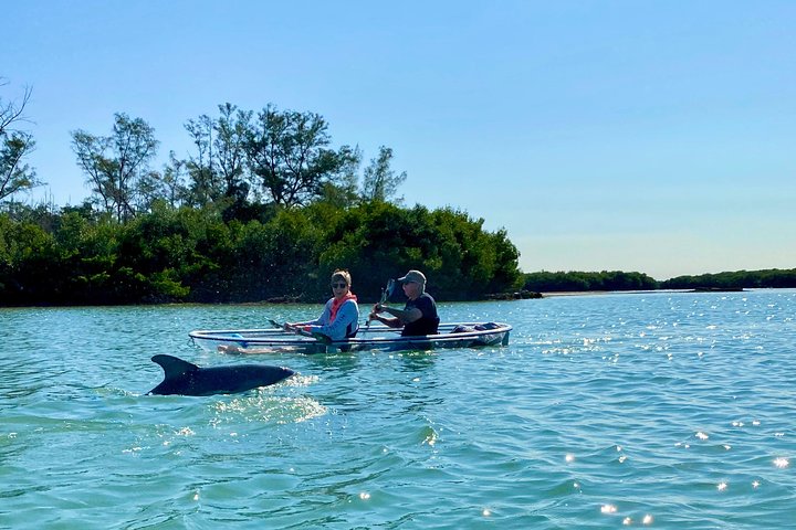 Clear Kayak Tour of Shell Key Preserve and Tampa Bay Area