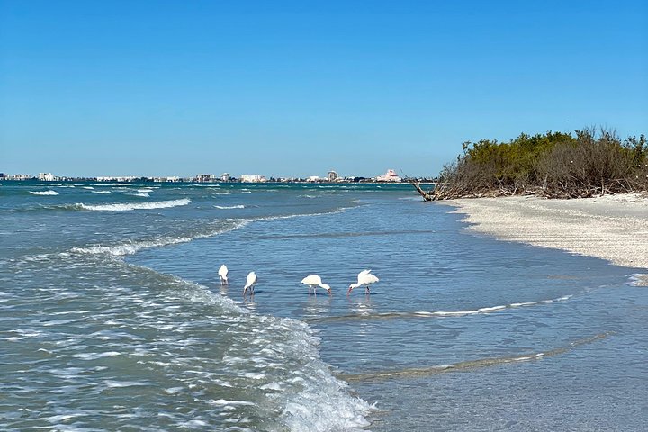 Clear Kayak Tour of Shell Key Preserve and Tampa Bay Area