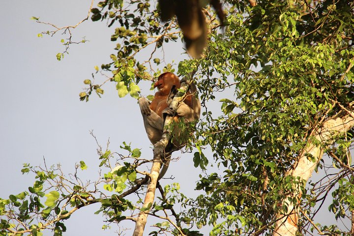 Borneo (Klias) River Cruise & Fireflies Tour