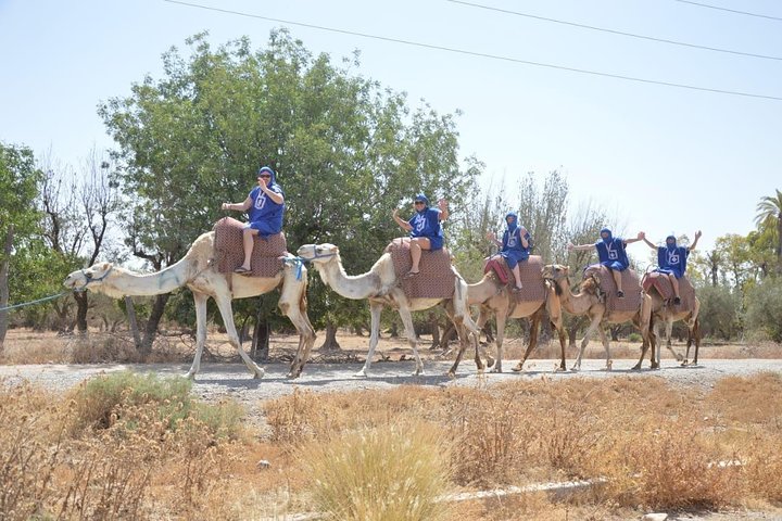 Camel ride in the palm grove of Marrakech