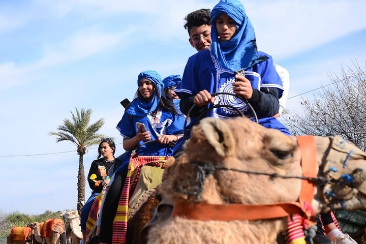 Camel ride in the palm grove of Marrakech