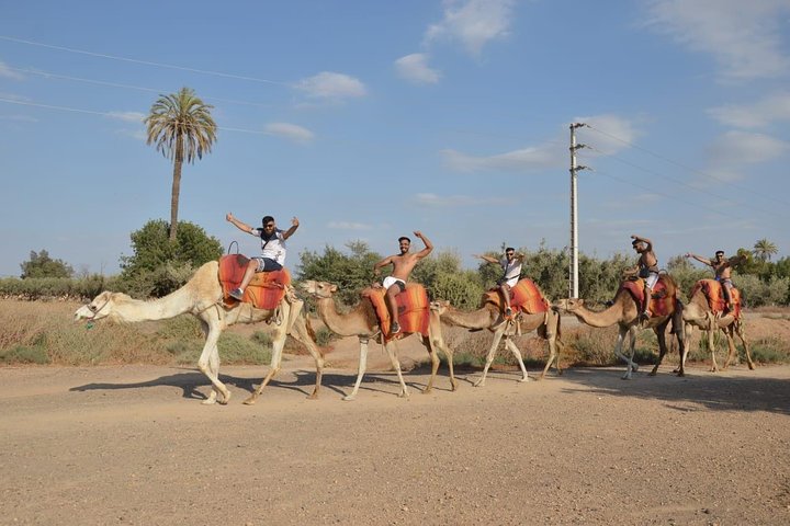 Camel ride in the palm grove of Marrakech