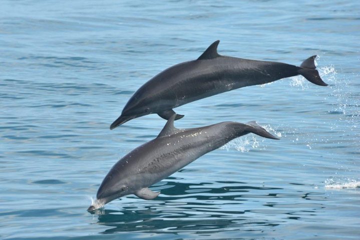 All Inclusive Catamaran Eco Adventure from Manuel Antonio