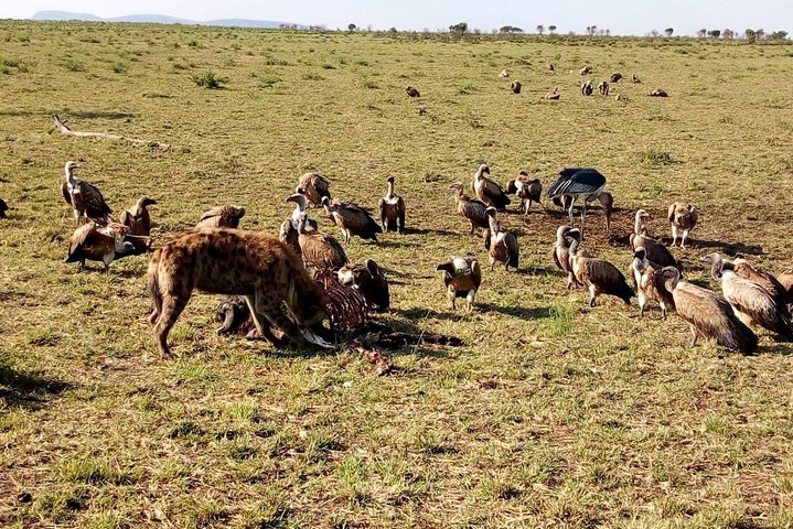 Tsavo National Park Small group Day trip