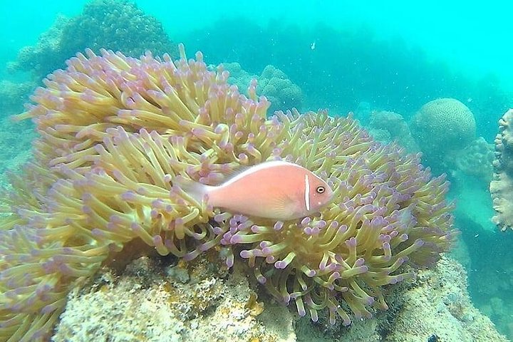 Pig Island & Koh Tan Tour by Speed Boat (Snorkeling & Kayaking)