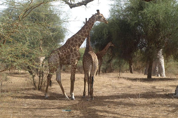 Day tour Somone lagoon and Bandia park Safari