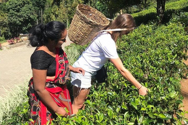 5 Days Tour in Sri Lanka (Hotels with Breakfast & Luxury Car)