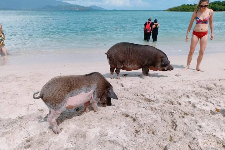 Pig Island & Koh Tan Tour by Speed Boat (Snorkeling & Kayaking)