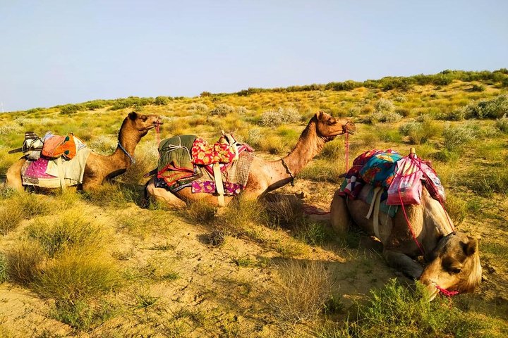 Nomadic Non-Touristic Overnight Tour & camel Safari