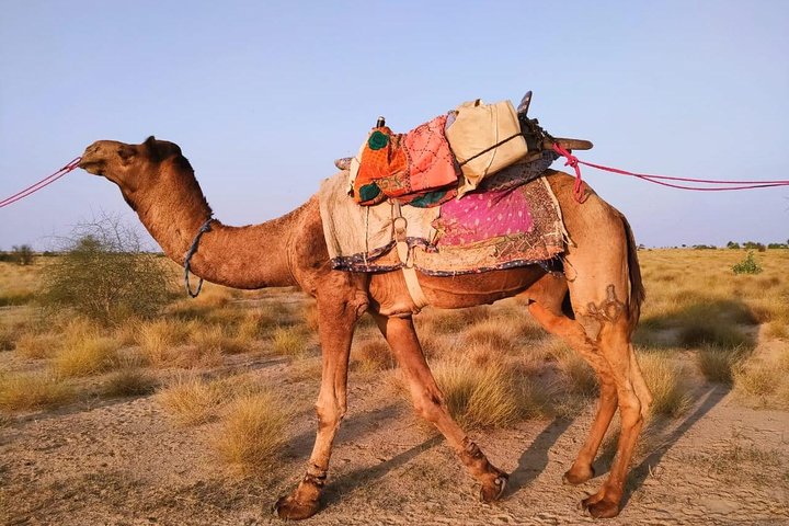 Nomadic Non-Touristic Overnight Tour & camel Safari