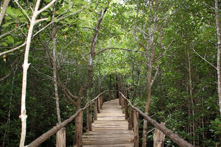 A Half Day Private Tour To Jozani Forest
