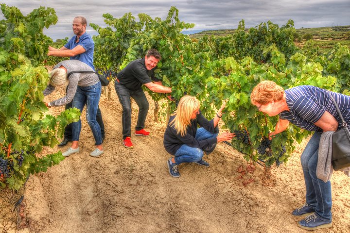 Authentic Rioja Wine Experience