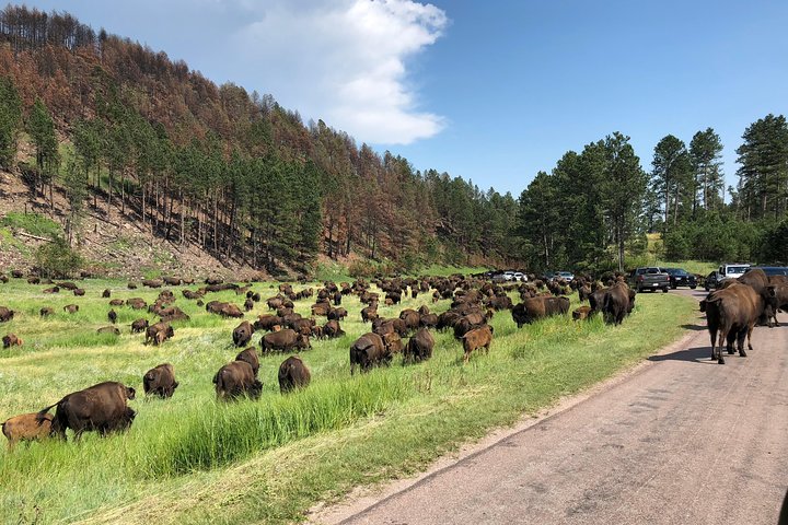 PREMIER PRIVATE Tour: Mt Rushmore, CrazyHorse & Custer State Park