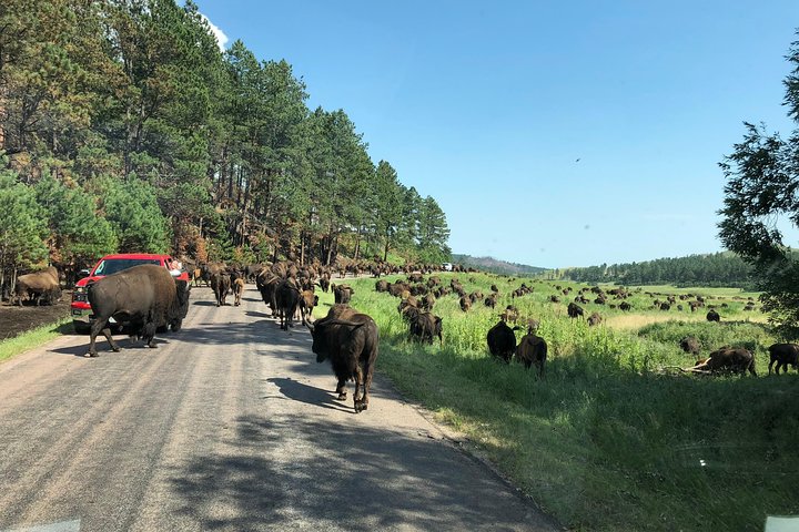 PREMIER PRIVATE Tour: Mt Rushmore, CrazyHorse & Custer State Park