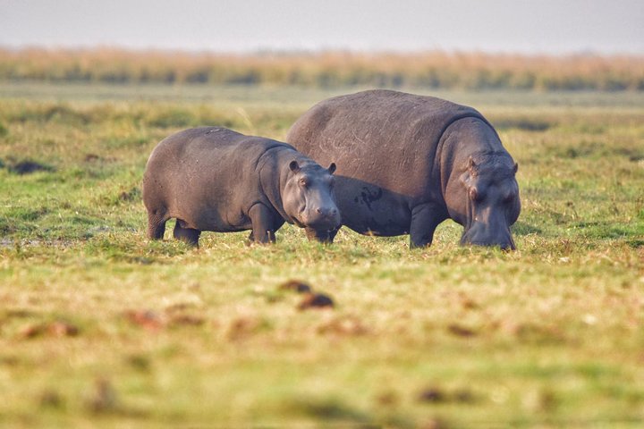 chobe 3hr sunset boat cruise