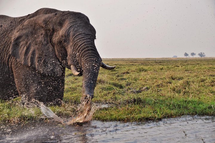 chobe 3hr sunset boat cruise