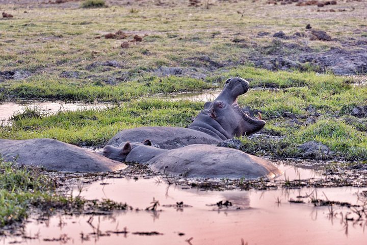 chobe 3hr sunset boat cruise
