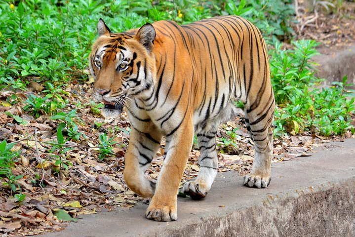 Trivandrum day trip and sight seeing with lunch