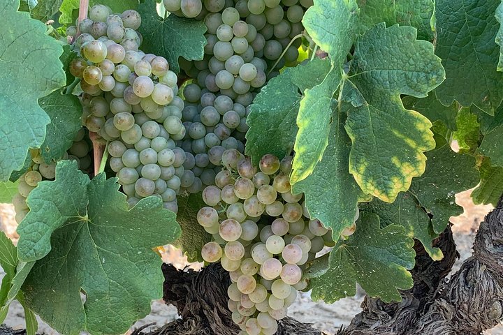 tour to Sete, an oyster farm & Wine Tasting