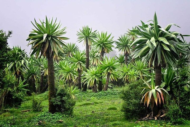 3 Days Simien Mountains Trekking