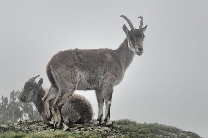 Day trek to Simien Mountains