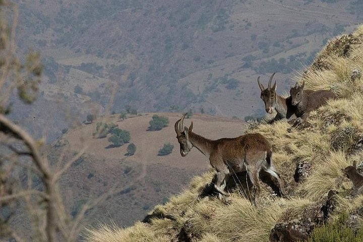 Day trek to Simien Mountains