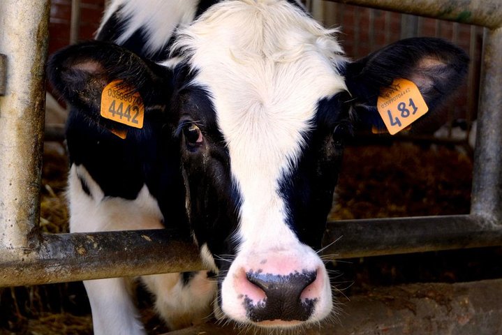 Parmigiano & Balsamic Artisans: In-Depth Private Tour and Tasting