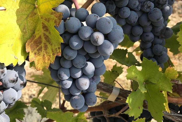"Between Langhe and Monferrato" - Wine Tasting and Cellar Visit