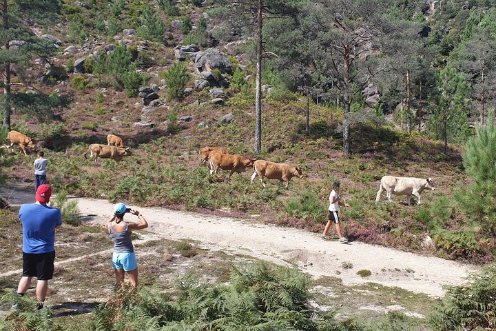 Gerês Nature,Waterfalls,Tasty Lunch!Small Group,Offer Wine bottle