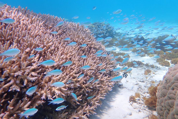 1day kayak tour in Kerama Islands and Zamami Island
