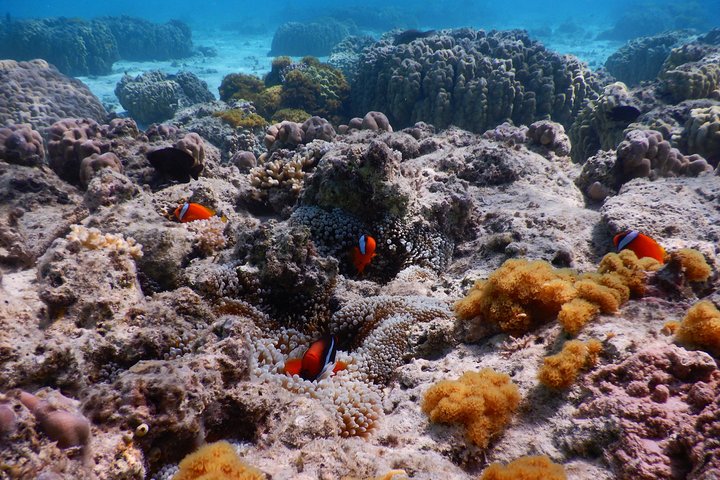 Half-day kayak tour on the Kerama Islands and Zamami Island