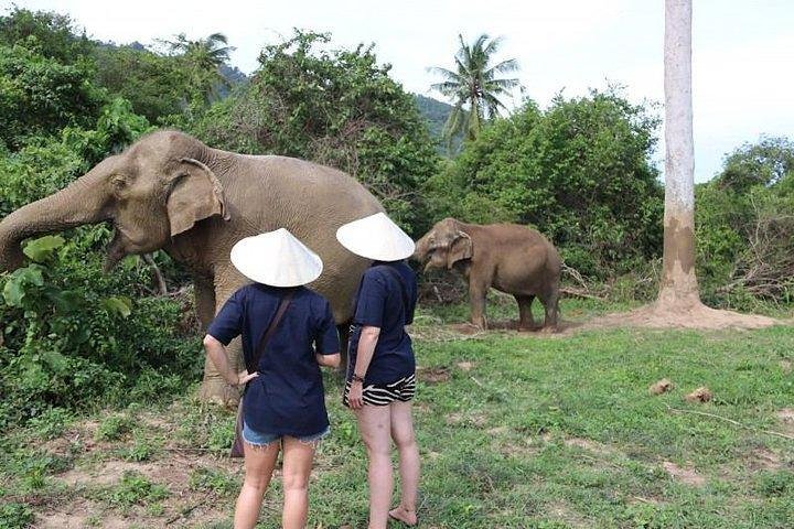 Koh Samui: Elephant Nature Care, the largest elephant sanctuary