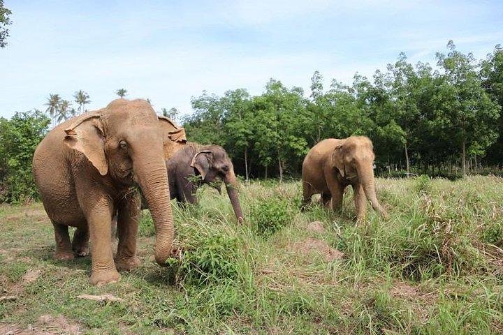 Koh Samui: Elephant Nature Care, the largest elephant sanctuary